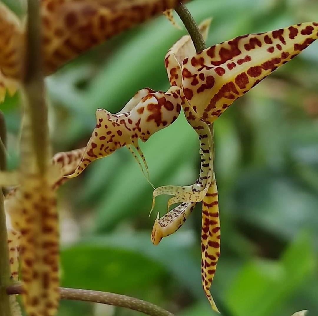 Gongora leucochila